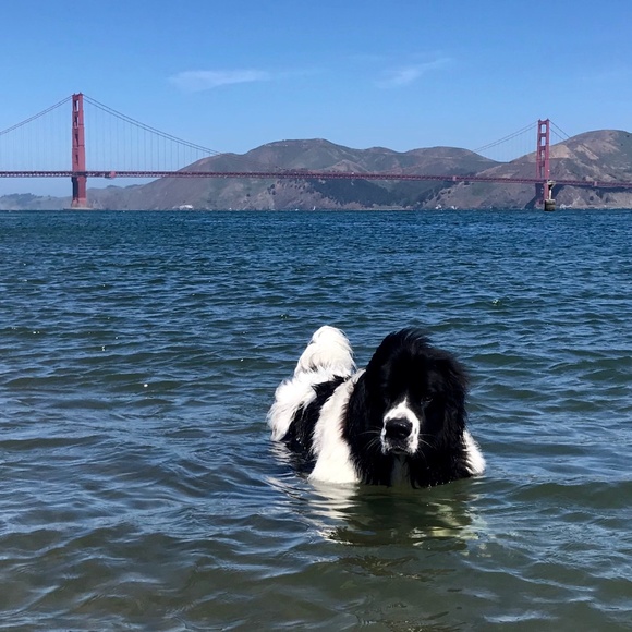 Sierra enjoying a dip in the Bay - Picture 1 of 1